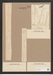 Synedra ulna var. longissima (W. Sm.) Brun. (de-Toni-Nr.: Genus 66, Species 2584) Zeichnungen Sammlung Grunow Nr. 5207 (NHMW-BOT-W0373573)